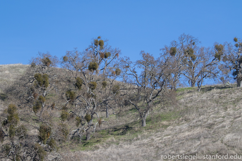 blue oak ranch reserve